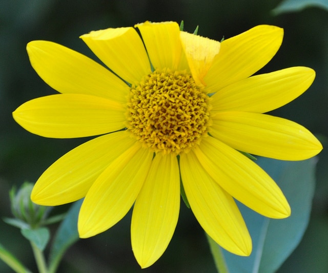 Helianthus grosseserratus