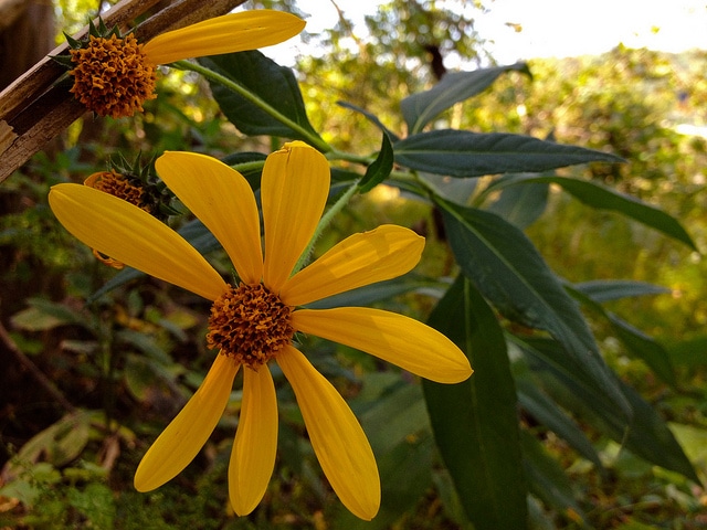 Helianthus grosseserratus (Helianthus grosseserratus)