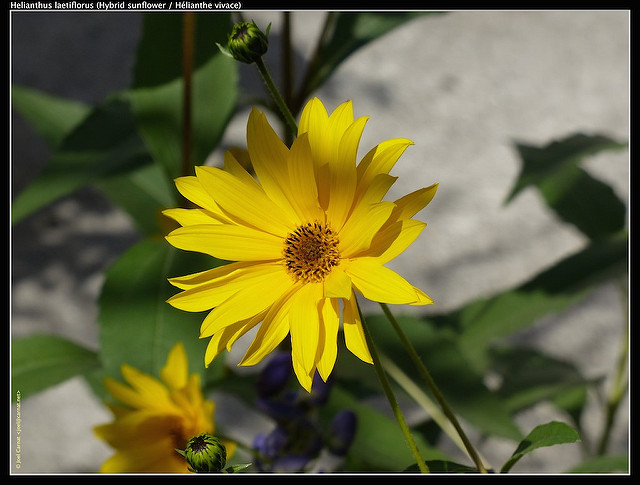 Tournesol vivace