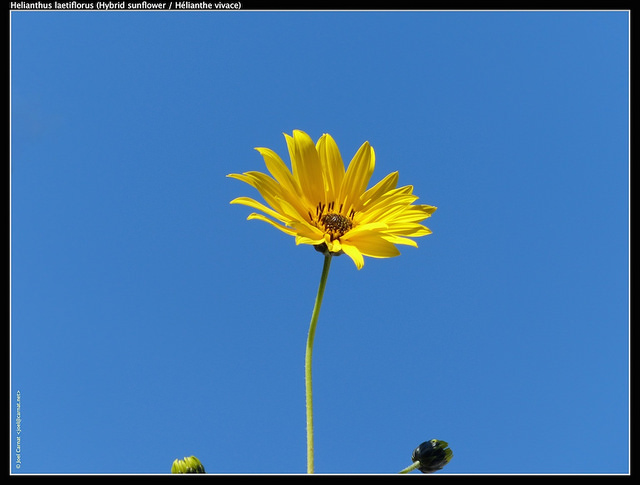 Tournesol vivace