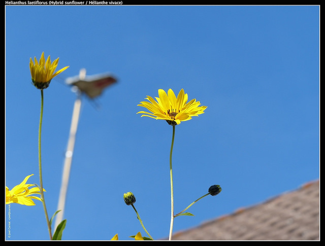 Tournesol vivace