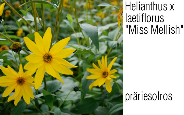 Tournesol vivace