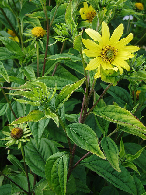 Tournesol vivace