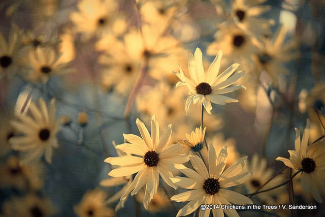 Helianthus maximilianii
