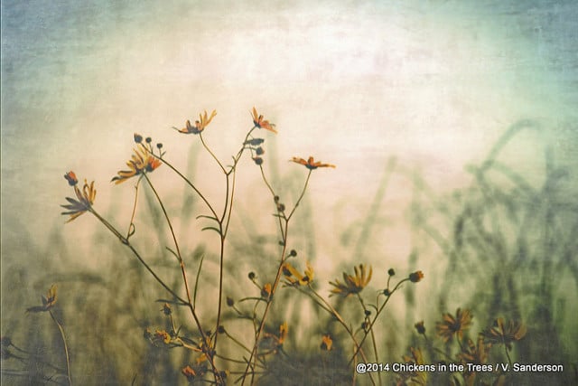 Helianthus maximilianii