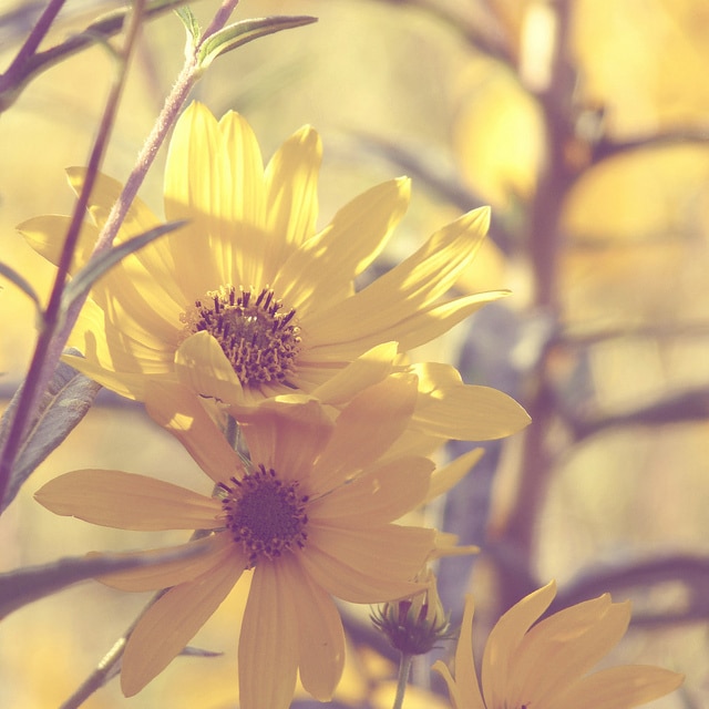 Helianthus maximilianii