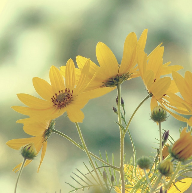 Helianthus maximilianii