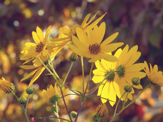 Helianthus maximilianii