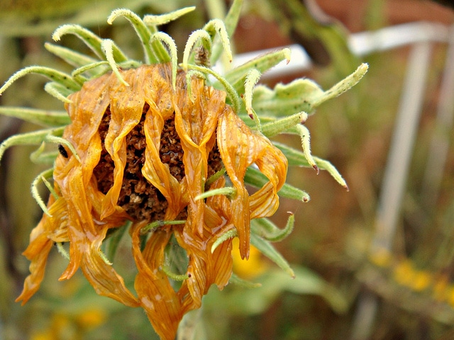 Helianthus maximilianii (Helianthus maximilianii)