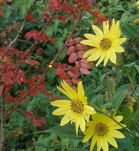 Soleil vivace à petites fleurs