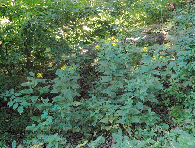Soleil vivace à petites fleurs