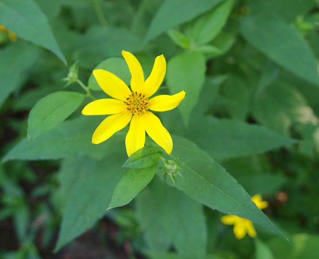 Soleil vivace à petites fleurs