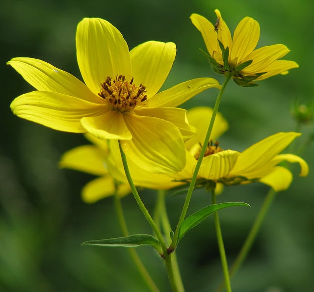 Soleil vivace à petites fleurs (Helianthus microcephalus)