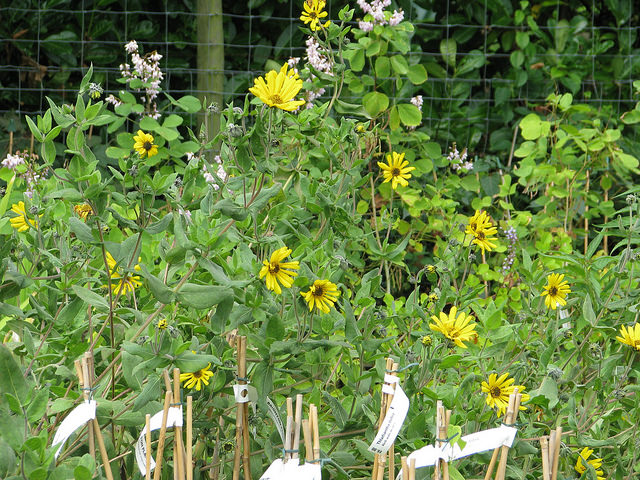 Hélianthe tendre (Helianthus mollis)