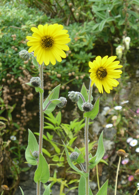 Hélianthe tendre