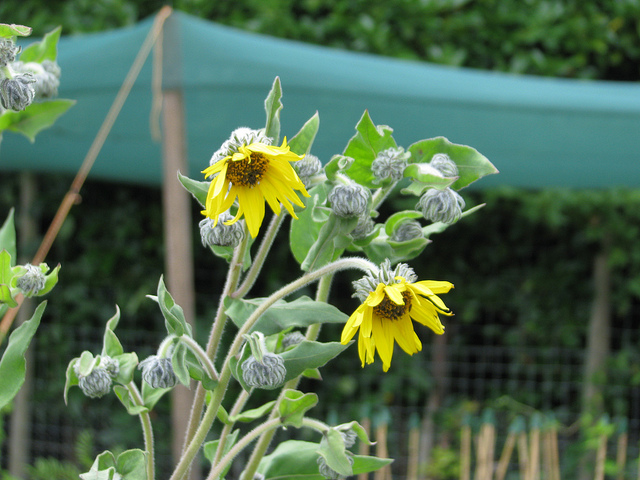 Hélianthe tendre