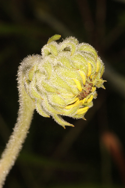 Hélianthe tendre