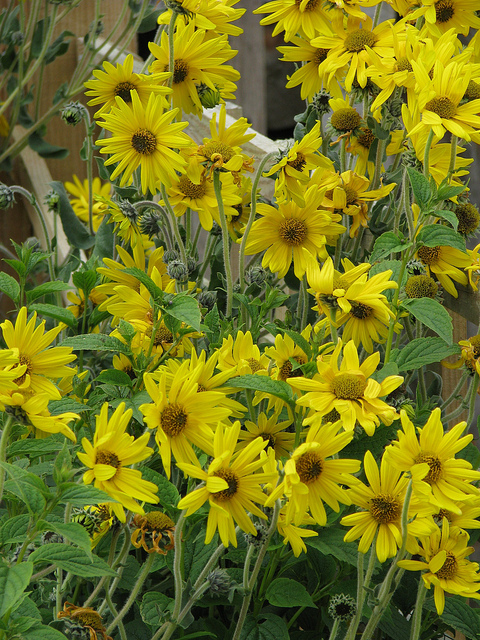 Hélianthe tendre