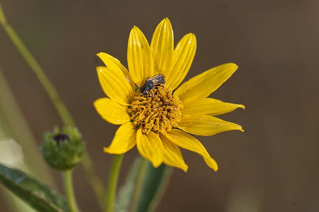 Helianthus occidentalis (Helianthus occidentalis)