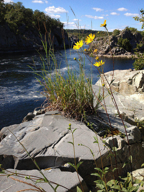 Helianthus occidentalis
