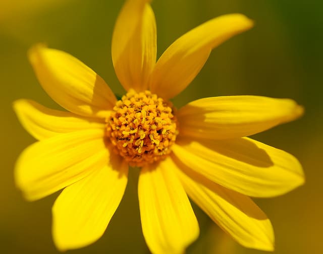 Helianthus occidentalis