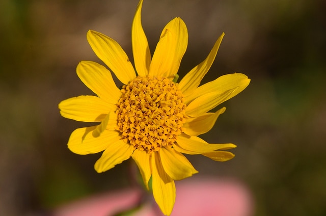 Helianthus occidentalis