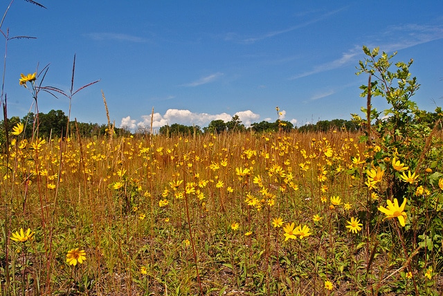 Helianthus occidentalis