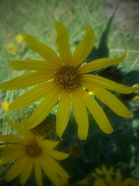 Helianthus occidentalis