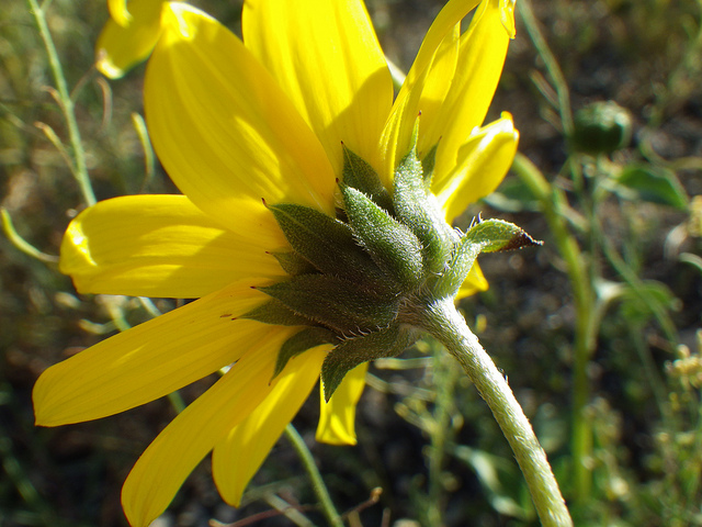 Hélianthe de la prairie (Helianthus petiolaris)