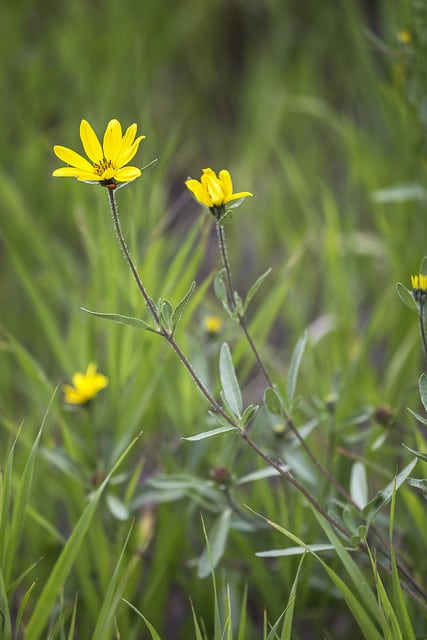 Helianthus pumilus (Helianthus pumilus)