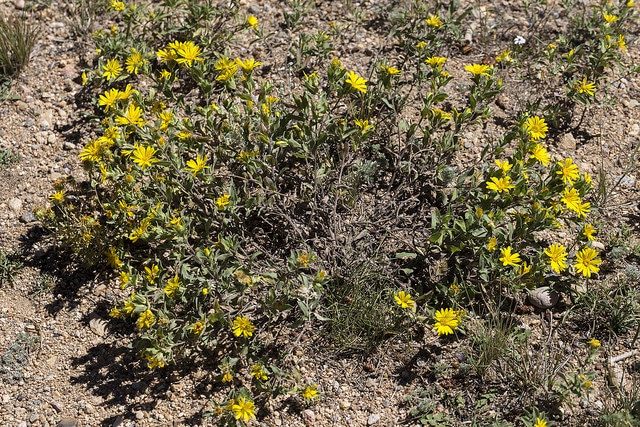 Helianthus pumilus