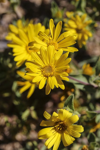 Helianthus pumilus