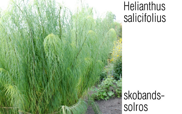 Soleil à feuilles de saule