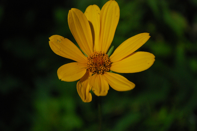 Hélianthi