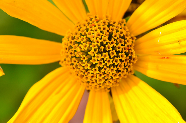 Hélianthi (Helianthus strumosus)