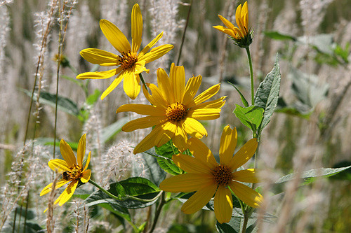 Topinambour (Helianthus tuberosus)