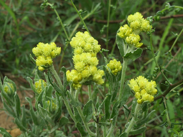 Gnaphale des sables