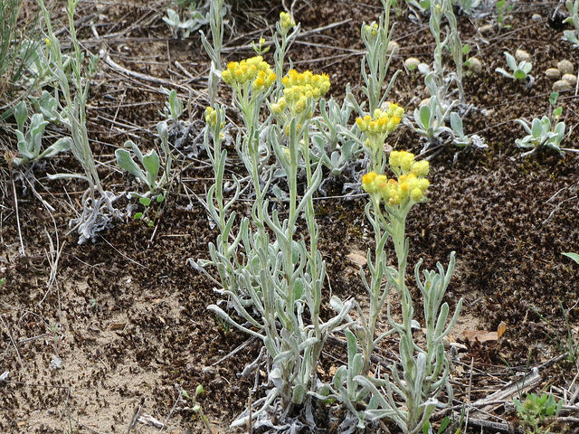 Gnaphale des sables