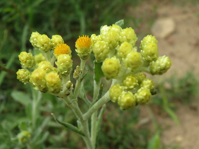 Gnaphale des sables