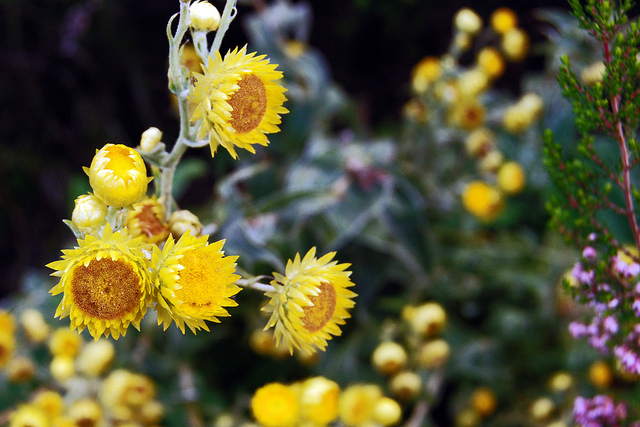 Immortelle fétide (Helichrysum foetidum)