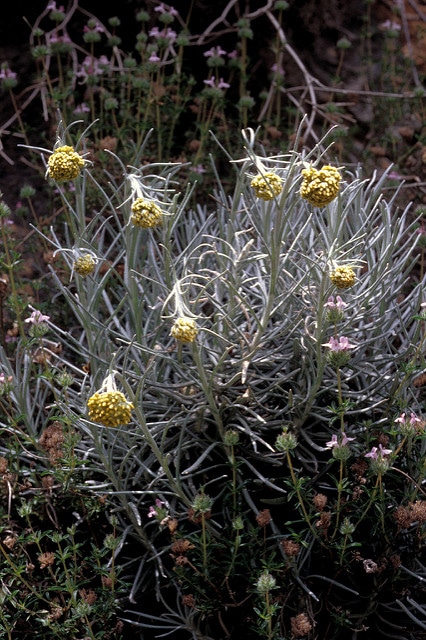Helichrysum heldreichii