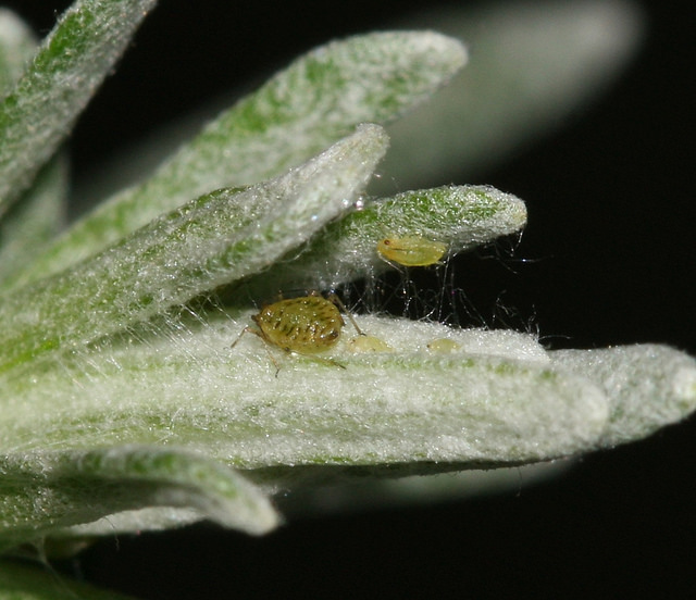 Helichrysum italicum