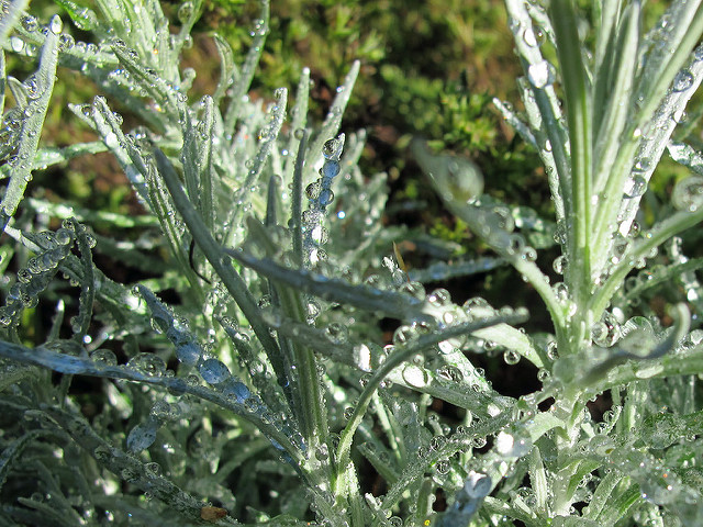 Helichrysum italicum