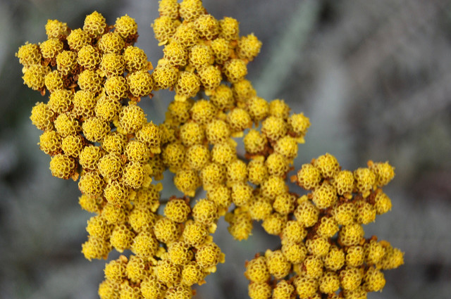 Helichrysum italicum