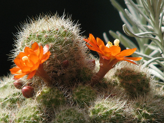 Helichrysum italicum