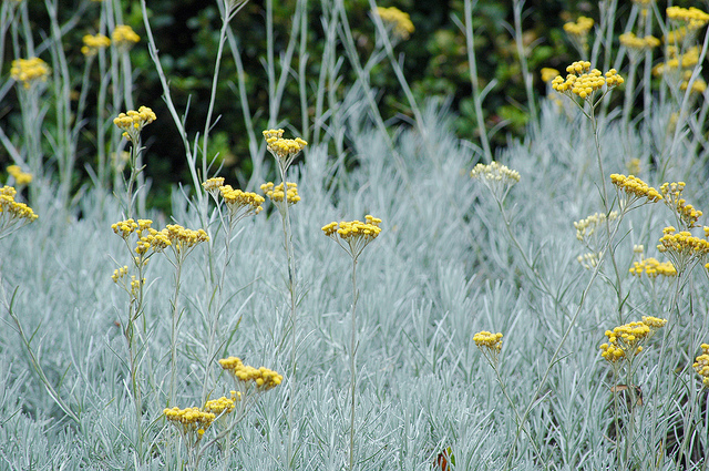 Helichrysum italicum