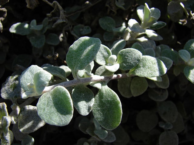 Helichrysum petiolare