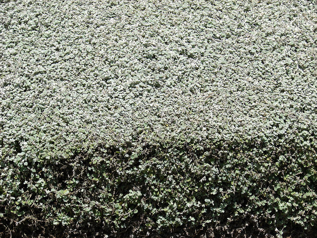 Helichrysum petiolare