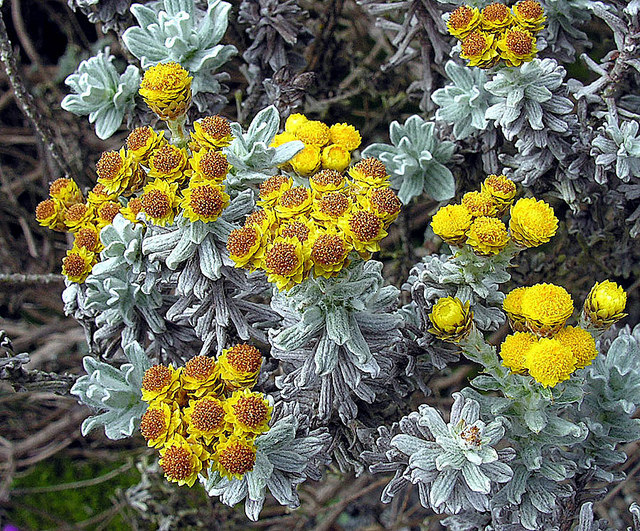 Immortelle splendide