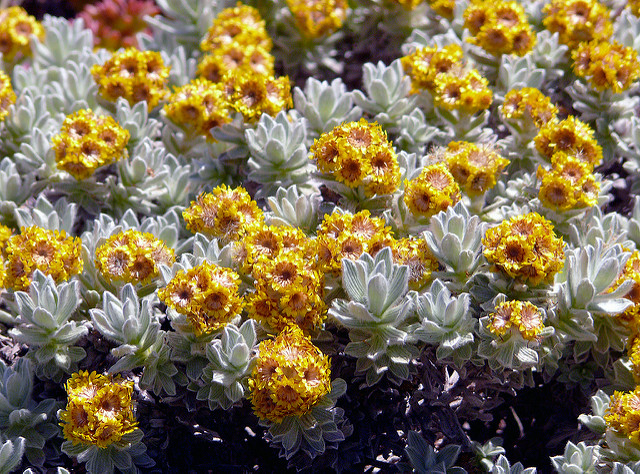 Immortelle splendide (Helichrysum splendidum)